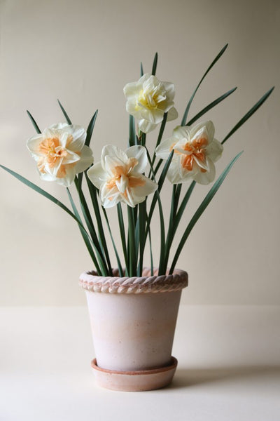 Bergs Emilia Terracotta Pot, Rosa, 16cm (6.3")