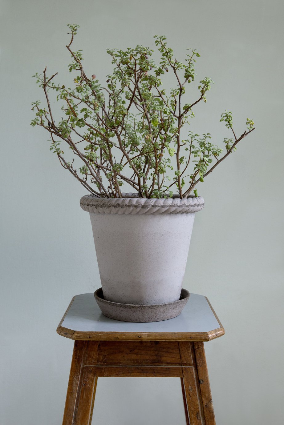 Bergs Emilia Terracotta Pot, Grey, 16cm (6.3")