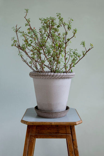 Bergs Emilia Terracotta Pot, Grey, 16cm (6.3")