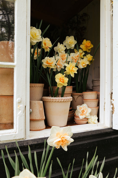 Bergs Emilia Terracotta Pot, Rosa, 21cm (8.3")