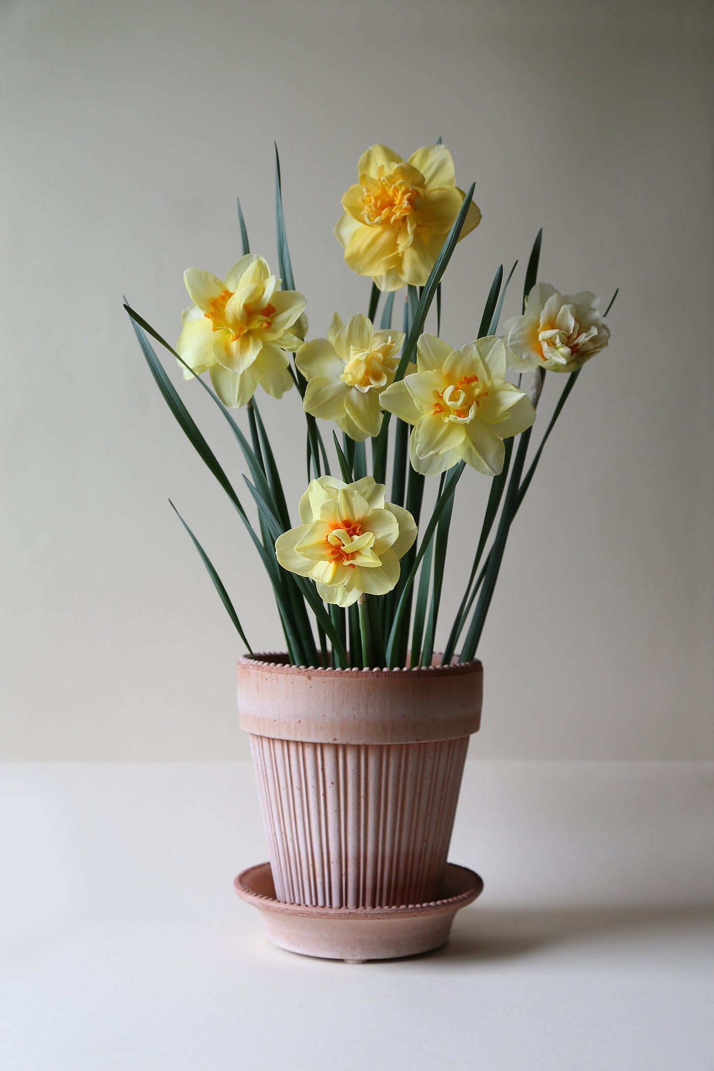 Bergs Simona Terracotta Pot, Rosa, 16cm (6.3")