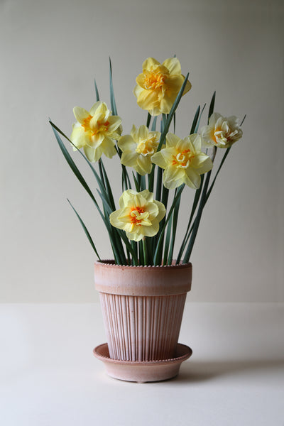 Bergs Simona Terracotta Pot, Rosa, 16cm (6.3")