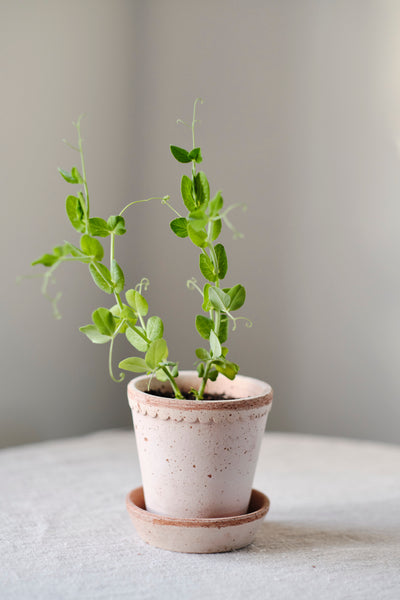 Bergs Helena Terracotta Pot, Rosa, 16cm (6.3")