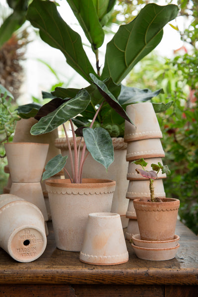 Bergs Helena Terracotta Pot, Rosa, 16cm (6.3")