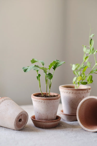 Bergs Helena Terracotta Pot, Rosa, 16cm (6.3")