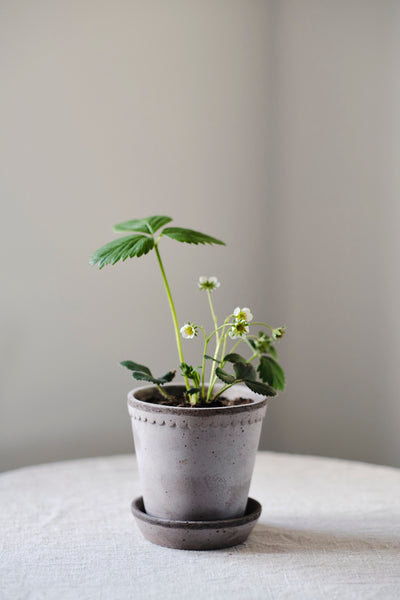 Bergs Helena Terracotta Pot, Grey, 16cm (6.3")