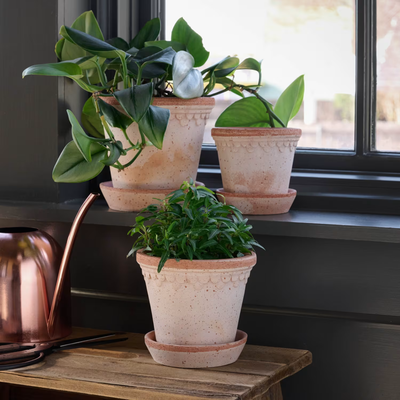 Bergs Københavner Terracotta Pot, Rose, 12cm (4.7")