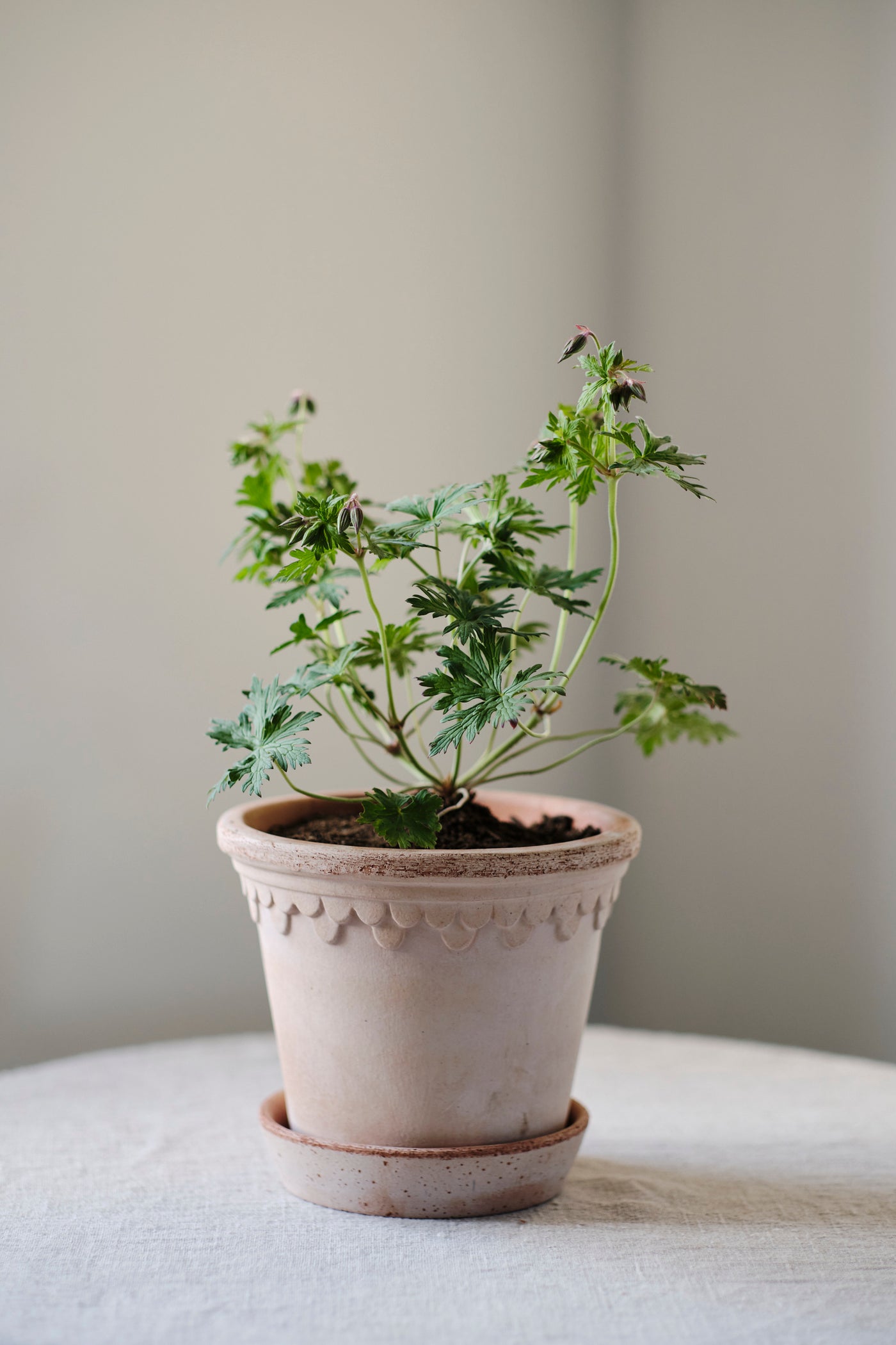 Bergs Københavner Terracotta Pot, Rosa, 21cm (8.3")