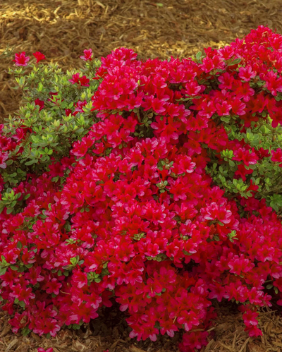 Azalea 'Hino Crimson'