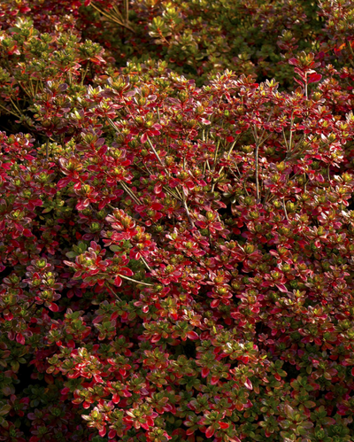Azalea 'Hino Crimson'