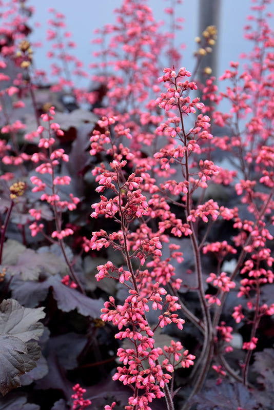 Heuchera 'Timeless Night'