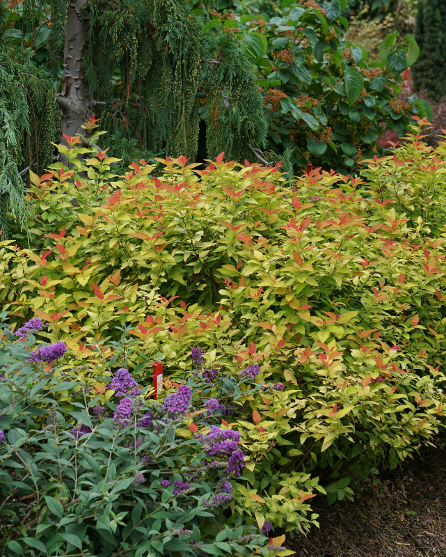 Spirea Double Play® Candy Corn (PW)