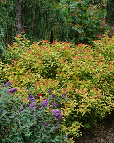 Spirea Double Play® Candy Corn (PW)