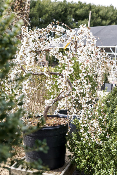 Prunus serp Snow Fountains Pendula #15