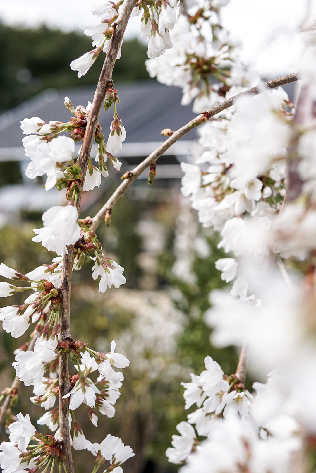 Prunus serp Snow Fountains Pendula #15