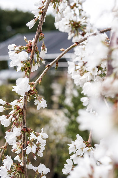 Prunus serp Snow Fountains Pendula #15