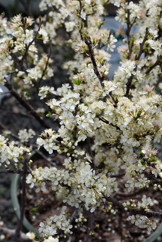 Prunus maritima (Beach Plum) *TB*