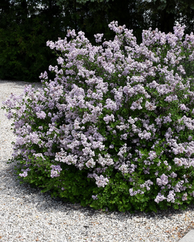 Syringa Dwarf Korean (S. mey. 'Palibin')