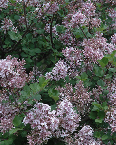 Syringa Dwarf Korean (S. mey. 'Palibin')