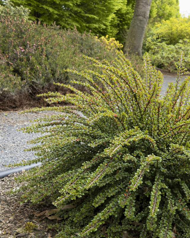 Cotoneaster 'Tom Thumb'