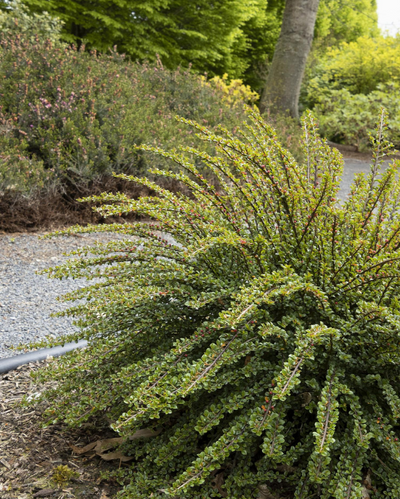 Cotoneaster 'Tom Thumb'