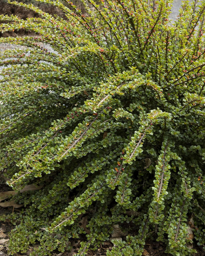 Cotoneaster 'Tom Thumb'