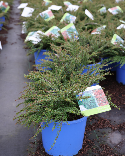 Cotoneaster 'Tom Thumb'