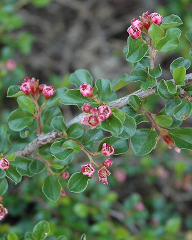 Cotoneaster 'Tom Thumb'