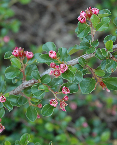 Cotoneaster 'Tom Thumb'