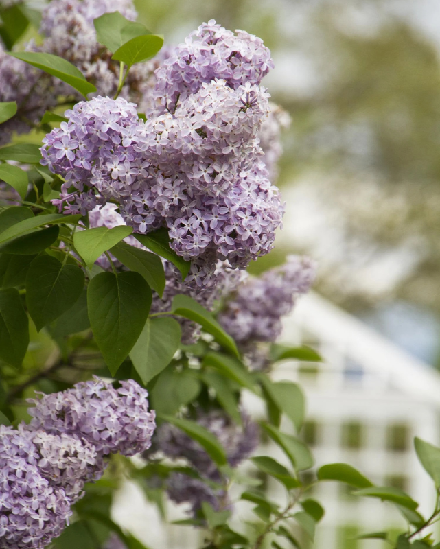 Syringa vulgaris (Old Fashioned Purple)