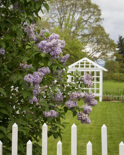 Syringa vulgaris (Old Fashioned Purple)