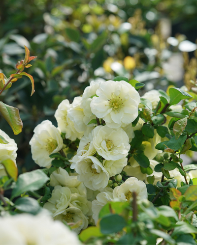 Quince 'Double Take Eternal White' (PW)