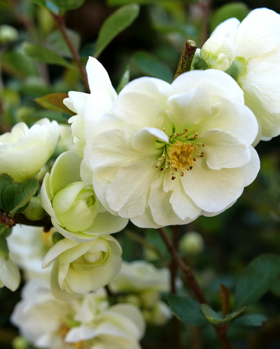 Quince 'Double Take Eternal White' (PW)