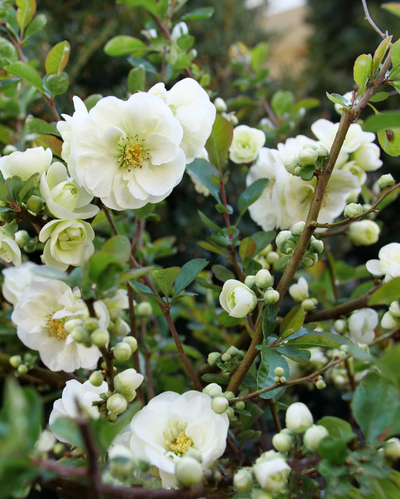 Quince 'Double Take Eternal White' (PW)