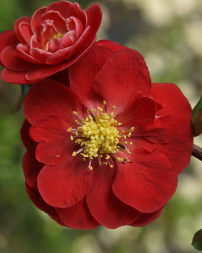 Quince 'Double Take Scarlet' (PW)