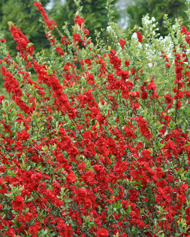 Quince 'Double Take Scarlet' (PW)