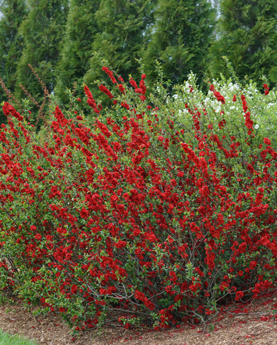 Quince 'Double Take Scarlet' (PW)