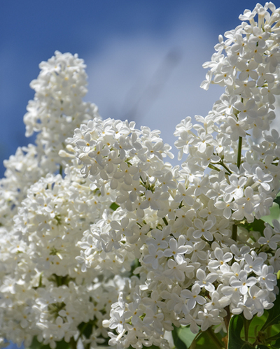 Syringa New Age™ White