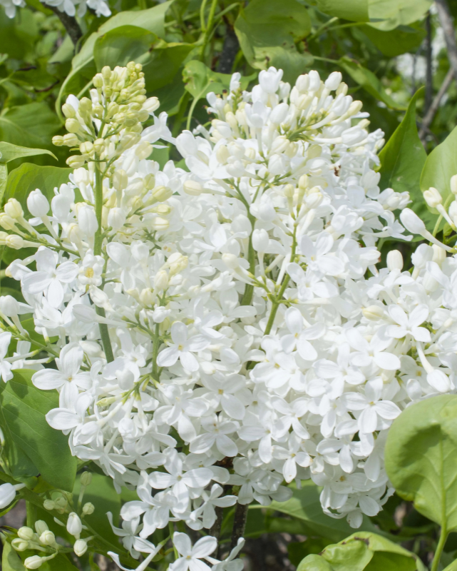 Syringa New Age™ White