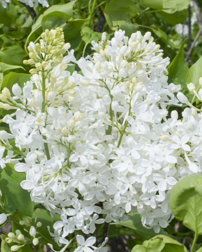 Syringa New Age™ White