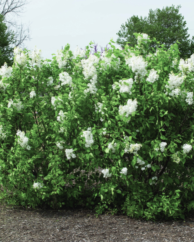 Syringa New Age™ White