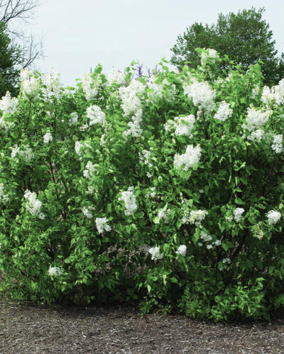 Syringa New Age™ White
