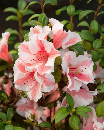 Azalea Encore Azalea® Autumn Sunburst® Impact #3C