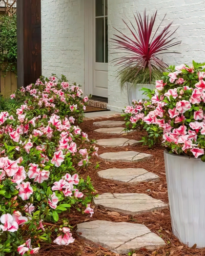 Azalea Encore Azalea® Autumn Sunburst® Impact #3C