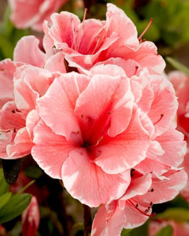 Azalea Encore Azalea® Autumn Sunburst® Impact #3C