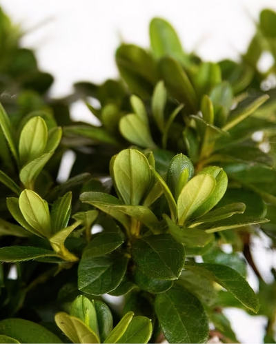 Azalea Encore Azalea® Autumn Sunburst® Impact #3C