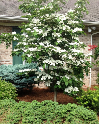 Cornus Venus Dogwood Tree #15