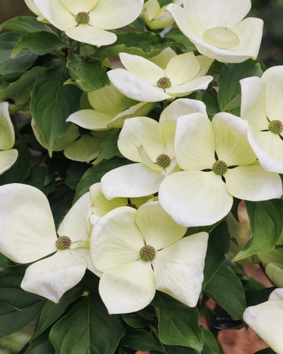 Cornus Venus Dogwood Tree #15