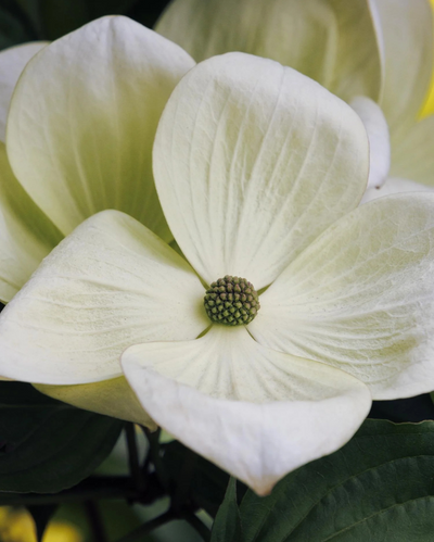 Cornus Venus Dogwood Tree #15