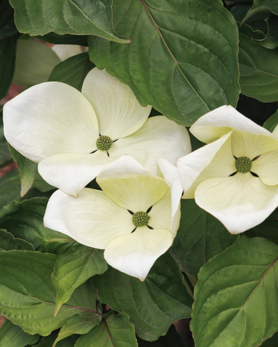 Cornus Venus Dogwood Tree #15